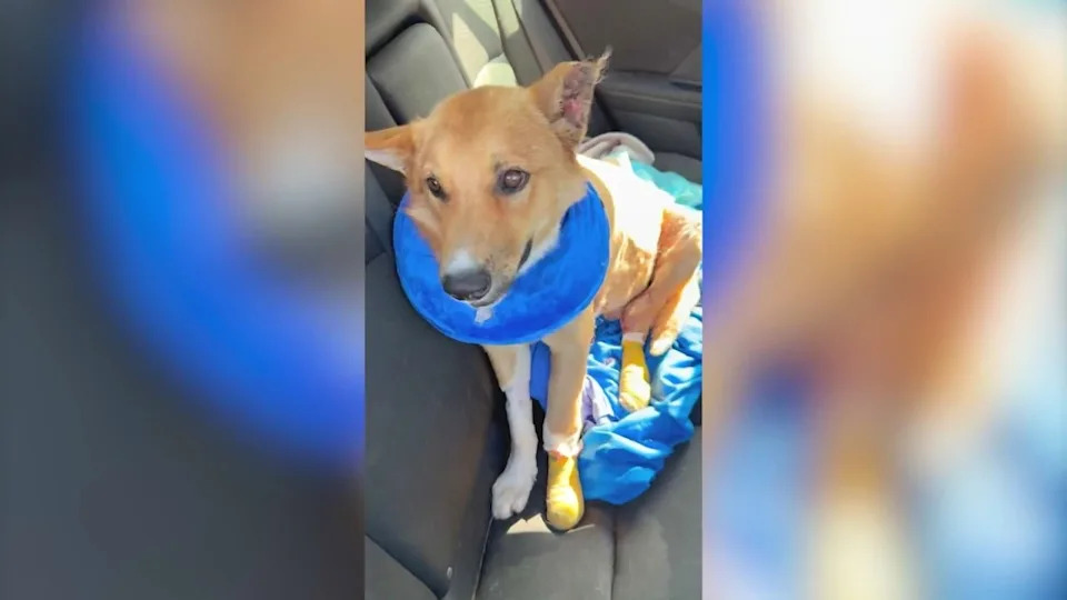 Luke, a 1-year-old Shepherd mix, is recovering after he was set on fire by someone at a homeless encampment in Los Angeles. (Compton Paw Patrol)