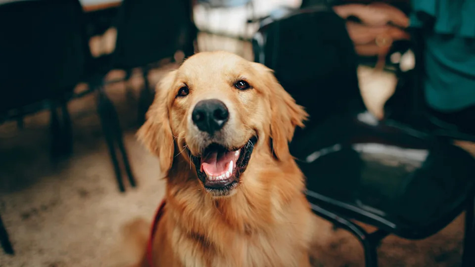 A happy Golden Retriever smiles for the camera.Image via Unsplash