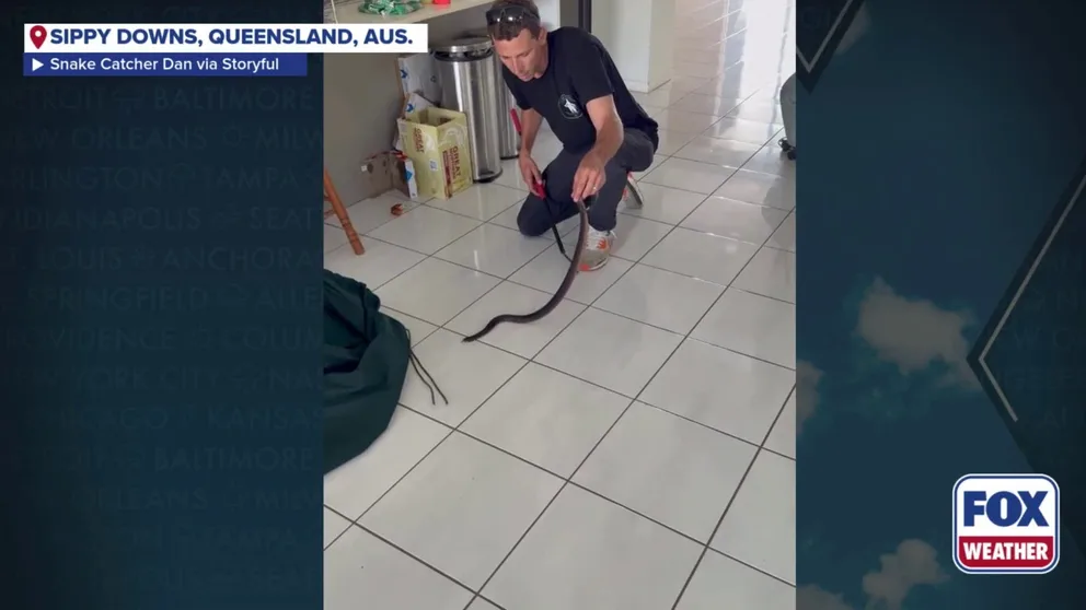 Australia-based Snake Catcher Dan was called out to a home in Sippy Downs, Queensland for a red-bellied black snake hiding in a pizza box. Dan said the snake is "highly venomous" and not one you want to find hiding in your home. 