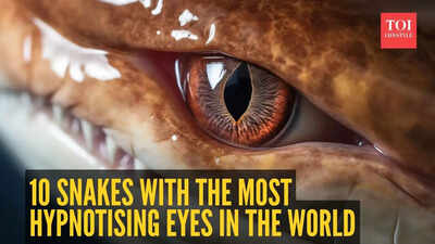 10 snakes with the biggest and most hypnotising eyes in the world