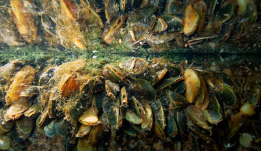 'Emerging threat': An invasive species is upending life in the Delta, with no help on the way