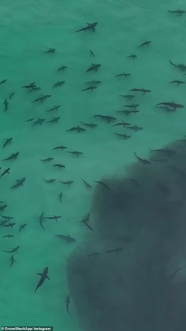 'Hundreds' of sharks were spotted in a feeding frenzy close to shore at Moreton Island, off the coast of Queensland