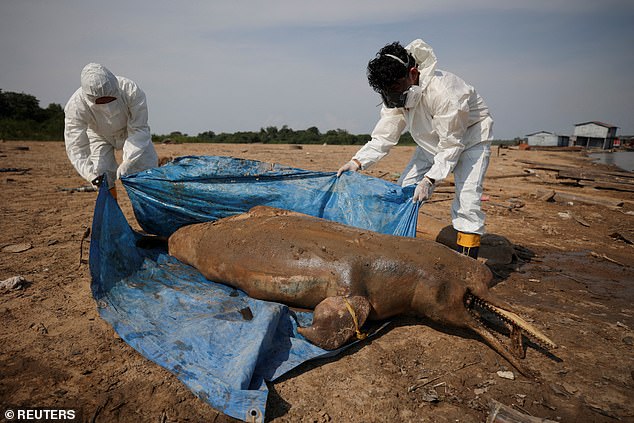 A new study finds that skyrocketing water temperatures contributed to the wildlife's deaths