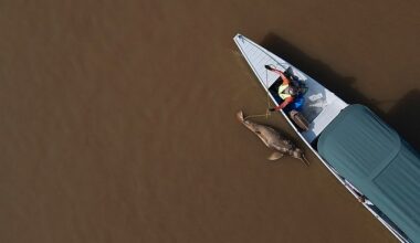 IN 2023 more than 100 freshwater dolphins washed up on the shores of Lake Tefé in the Amazon