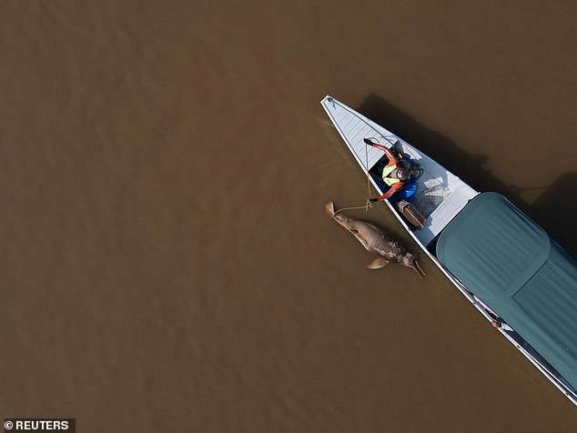 IN 2023 more than 100 freshwater dolphins washed up on the shores of Lake Tefé in the Amazon