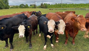 Can Trump's barrage of ideas to lower beef prices help chains like Texas Roadhouse?