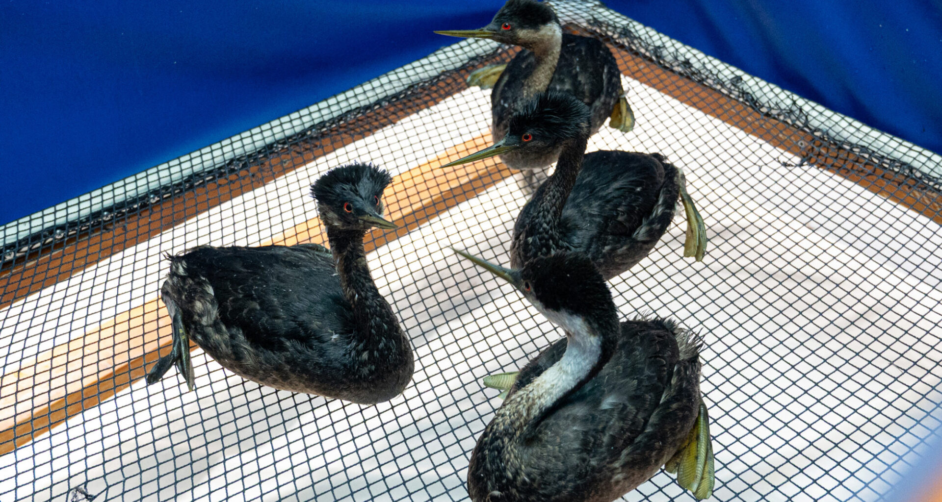 Seabirds Found Coated in Oil Off Coast in Santa Barbara, Ventura | Local News