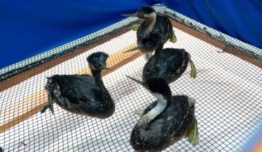 Seabirds Found Coated in Oil Off Coast in Santa Barbara, Ventura | Local News