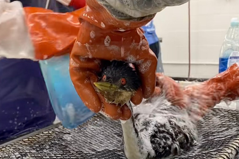 An oil-coated bird gets cleaned up at International Bird Rescue's center in Los Angeles.