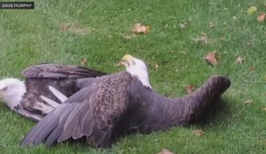 Bald eagles rescued after crashing into house, getting stuck together