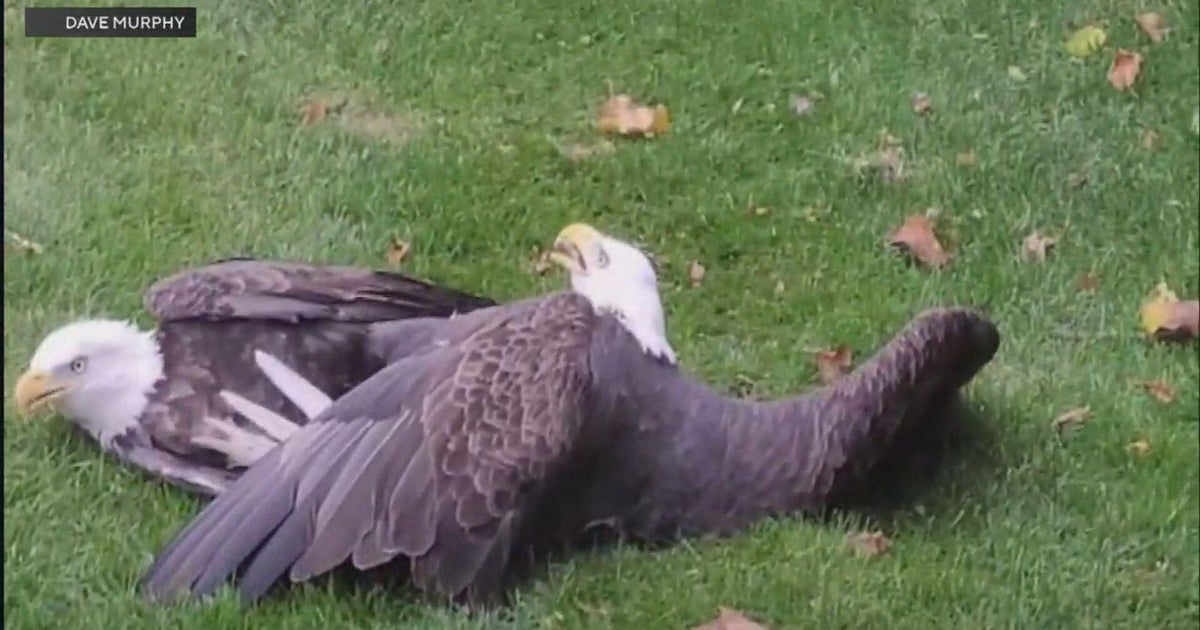 Bald eagles rescued after crashing into house, getting stuck together