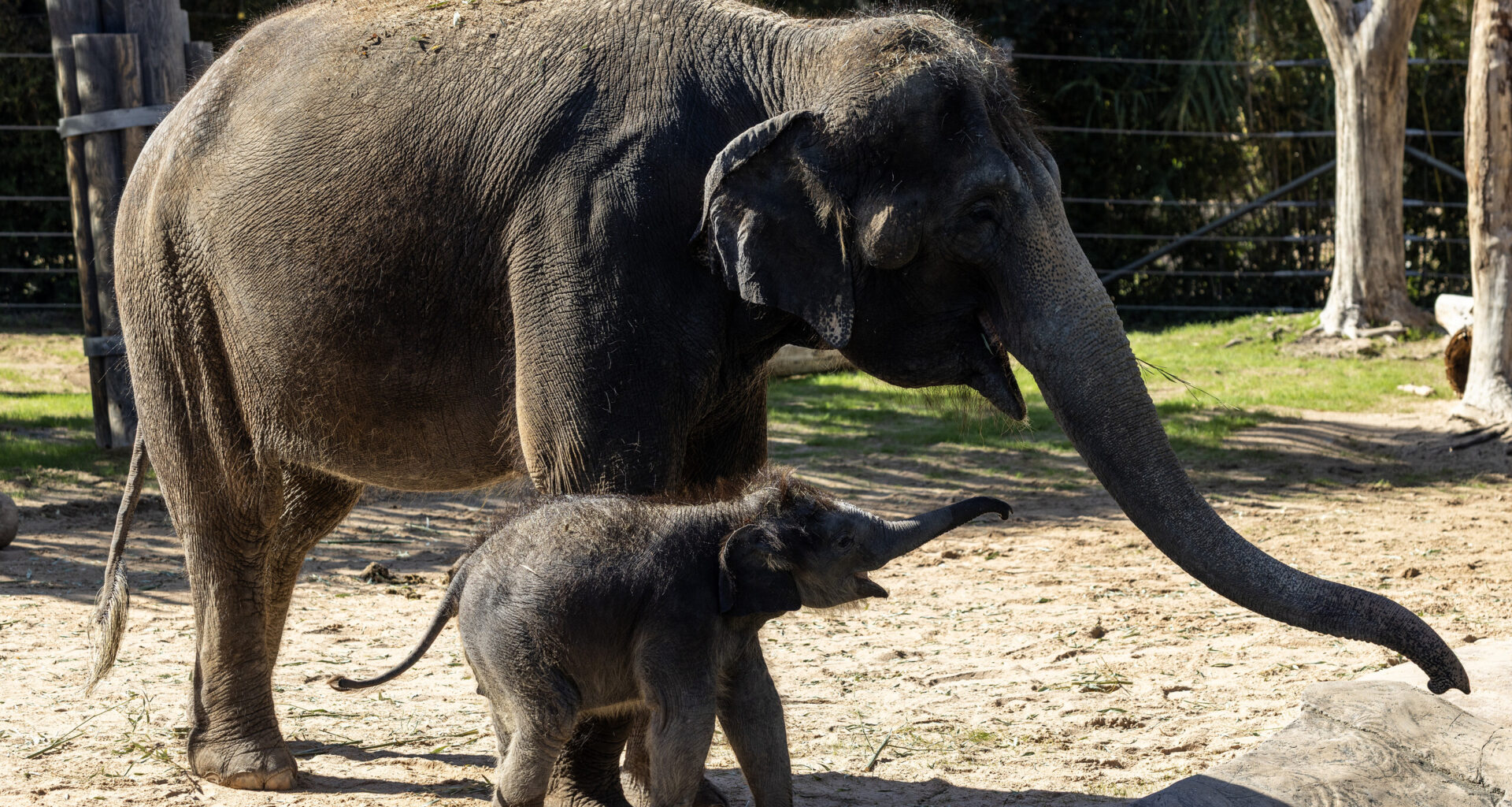 Tiny trunk, big personality: Baby Birdie charms Fort Worth Zoo