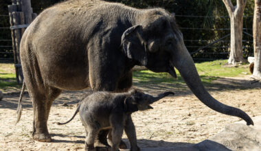 Tiny trunk, big personality: Baby Birdie charms Fort Worth Zoo