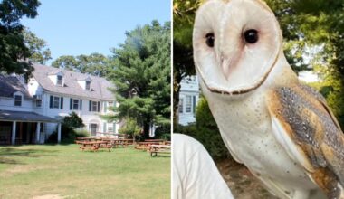 Long Island barn owl Nebula still missing after 3 weeks