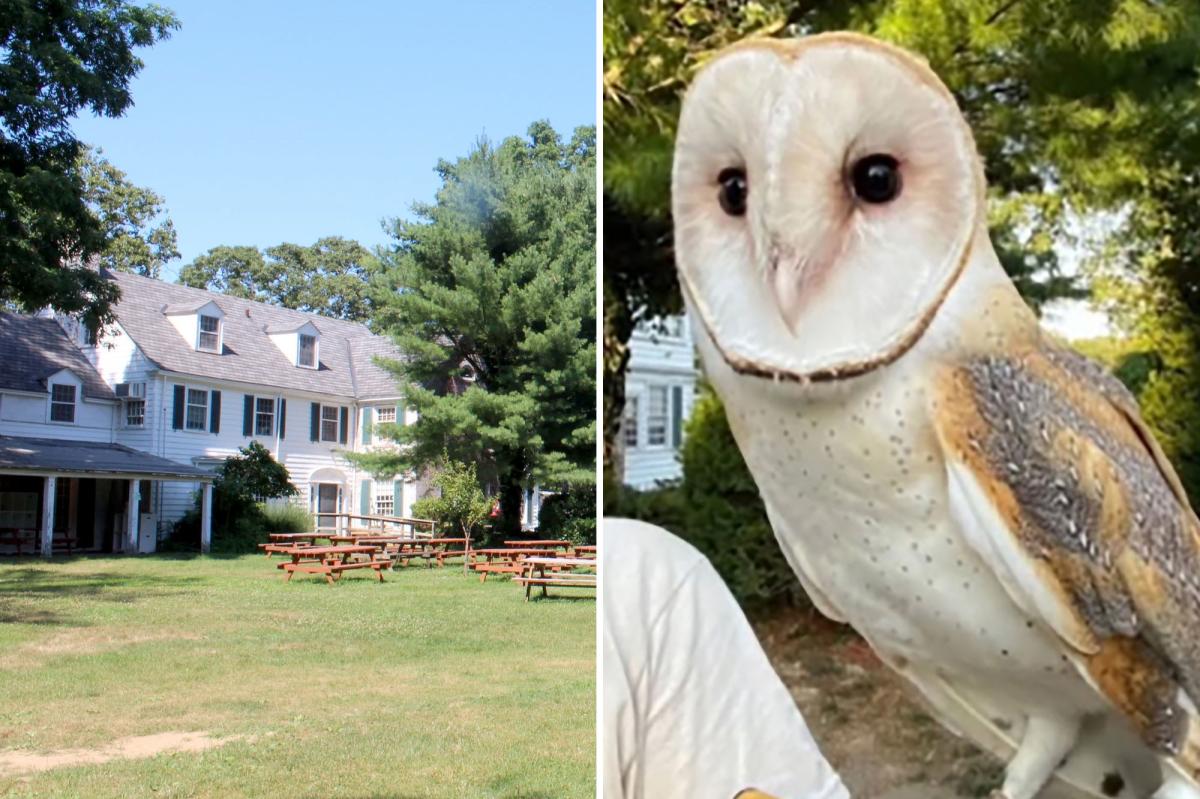 Long Island barn owl Nebula still missing after 3 weeks
