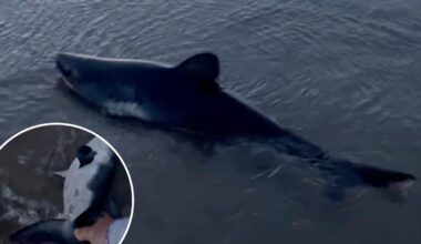 Beached shark rescued by brave dog-walker in astonishing video