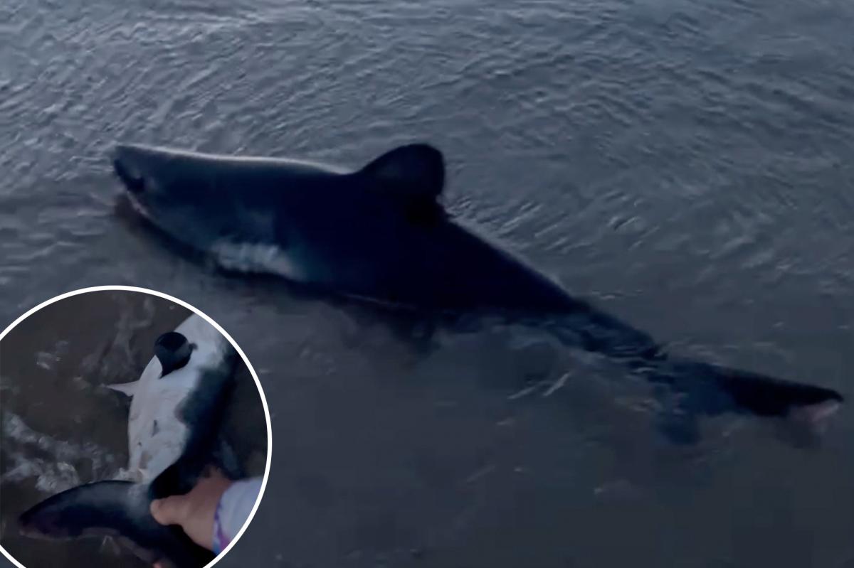 Beached shark rescued by brave dog-walker in astonishing video