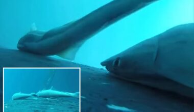 Rare footage shows whale-surfing sucker fish in the ocean’s wildest joyride