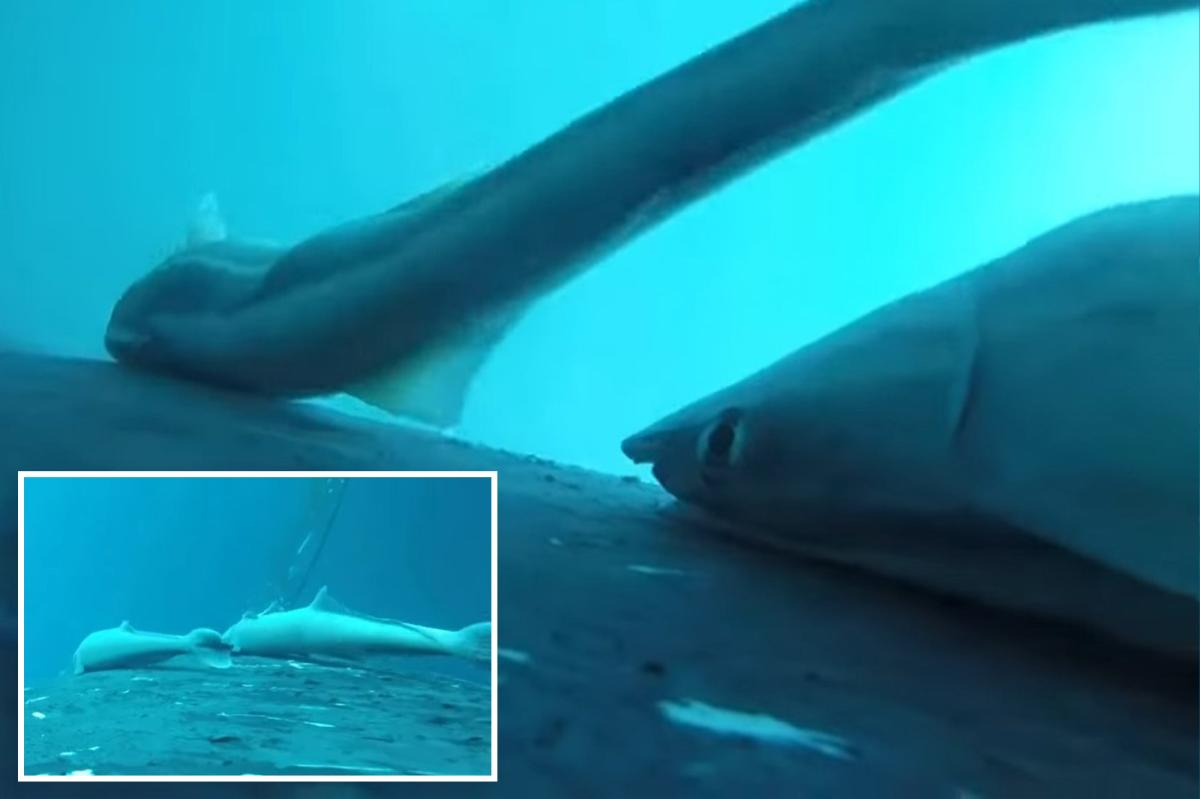 Rare footage shows whale-surfing sucker fish in the ocean’s wildest joyride