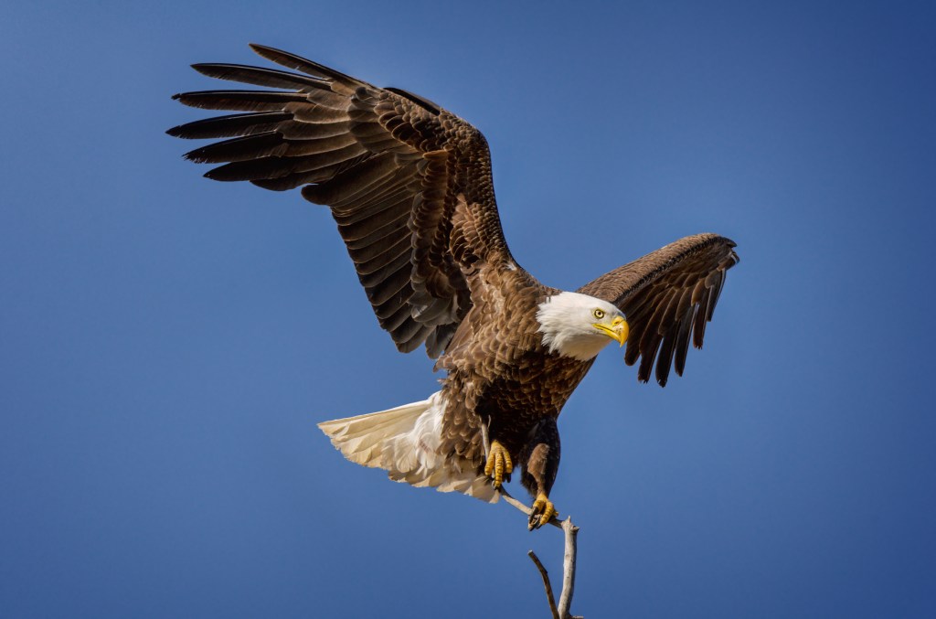 Bald eagle with wings spread, perched on a branch against a blue sky.