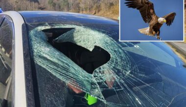 Bald eagle drops cat onto moving car in North Carolina
