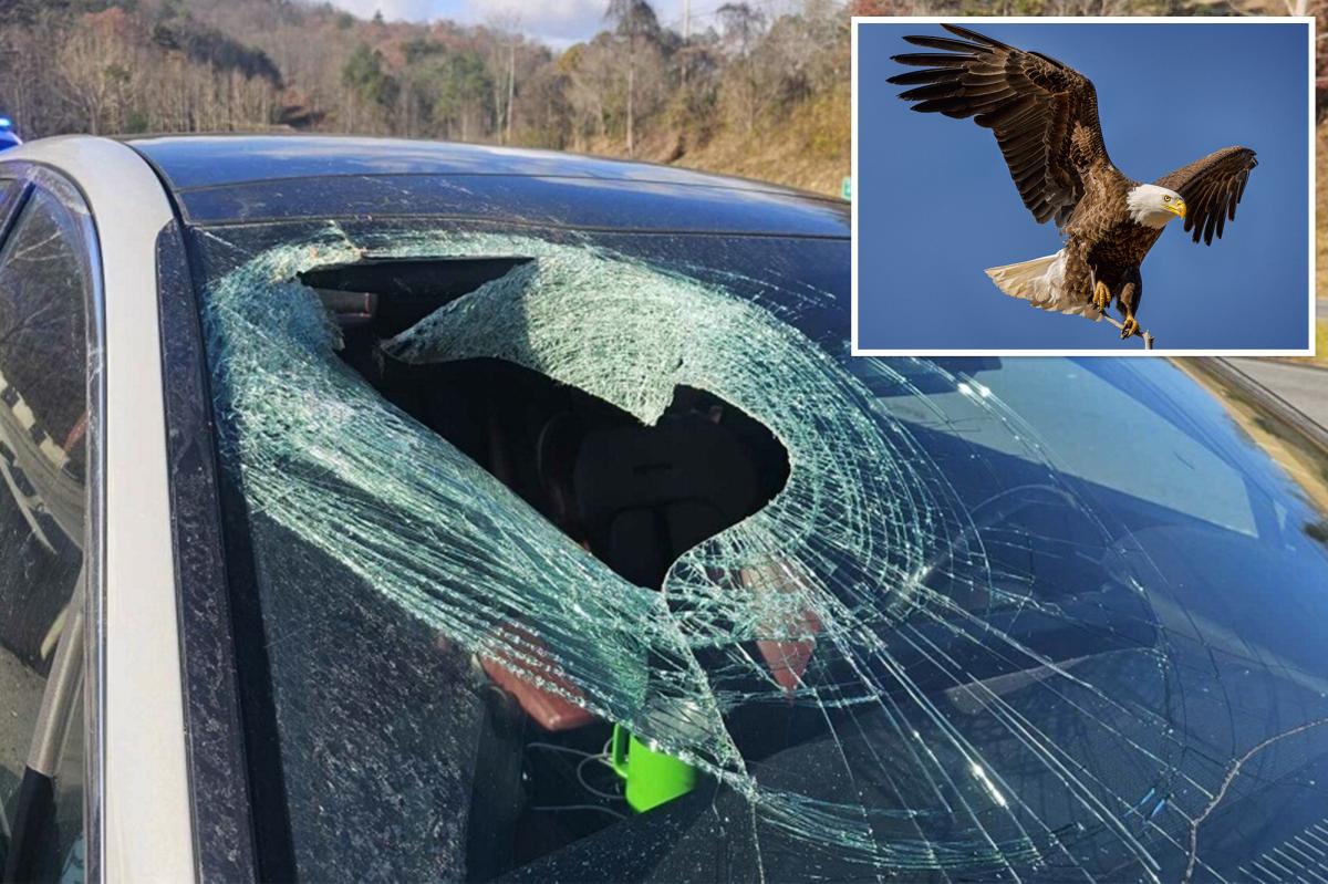 Bald eagle drops cat onto moving car in North Carolina