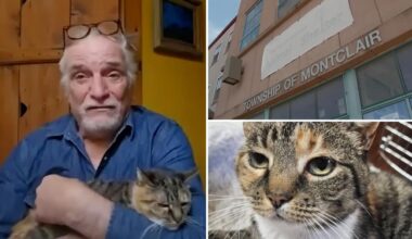 New York family reunited with cat 10 years after escape