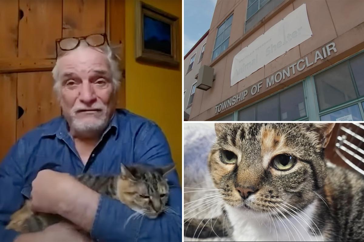 New York family reunited with cat 10 years after escape