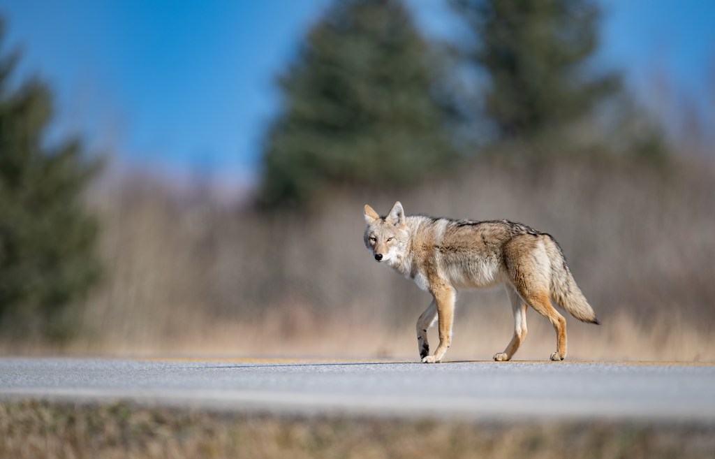 A coyote walking on a road in Banff, Canada.