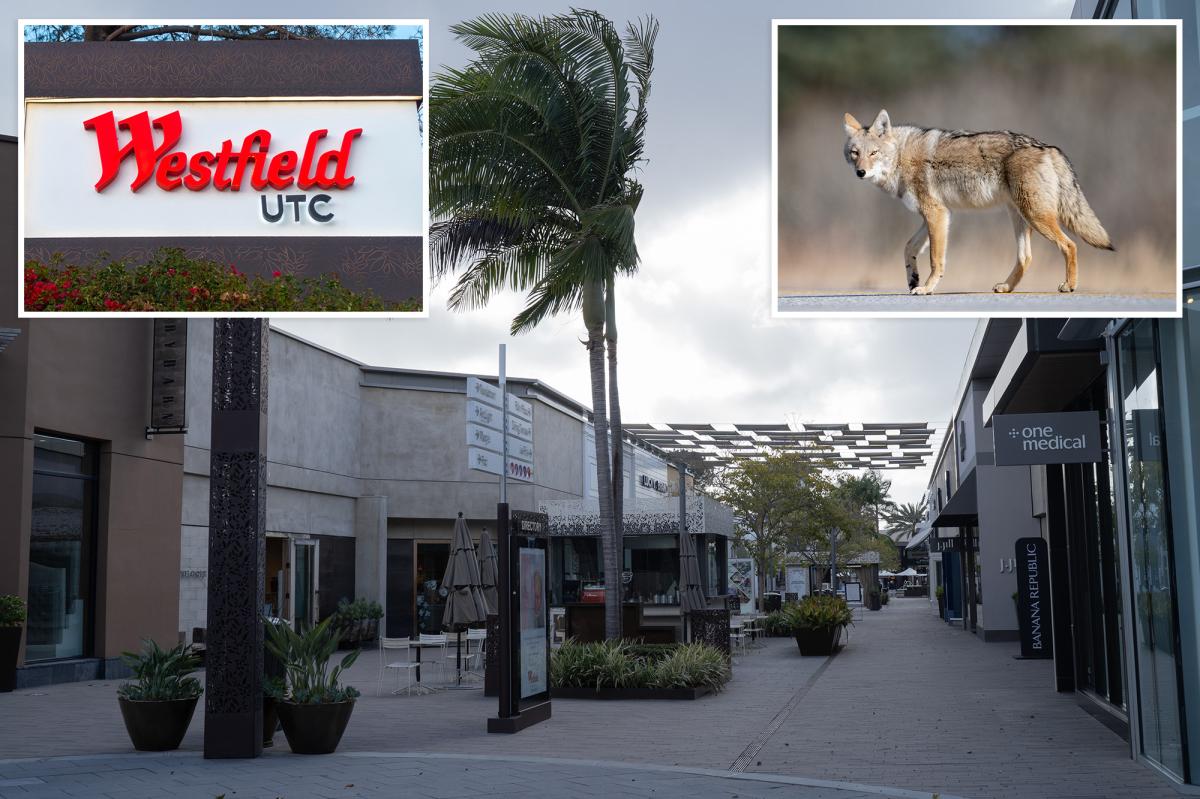 Coyote attacks child near San Diego Westfield mall