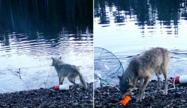 Wolf filmed using tools 'exactly the way humans do it' in possible wildlife breakthrough: expert