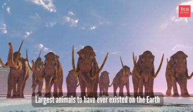 ​These 5 animals are the largest to have roamed the Earth (One is still lives today)