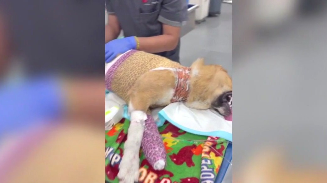 Dogs burned, mutilated, stuffed in trash bags
