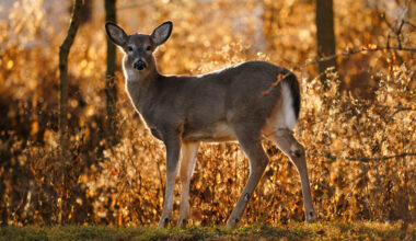 With Daylight Saving Time ending, shorter days raises the risk of deer-related crashes in North Carolina