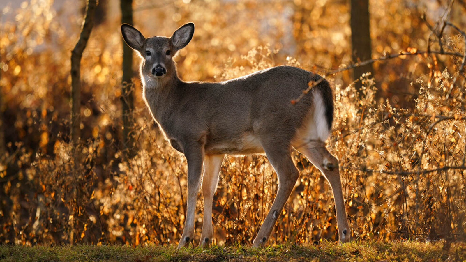 With Daylight Saving Time ending, shorter days raises the risk of deer-related crashes in North Carolina
