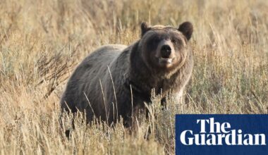 Eleven injured after grizzly bear attacks schoolchildren and teachers in Canada | Canada