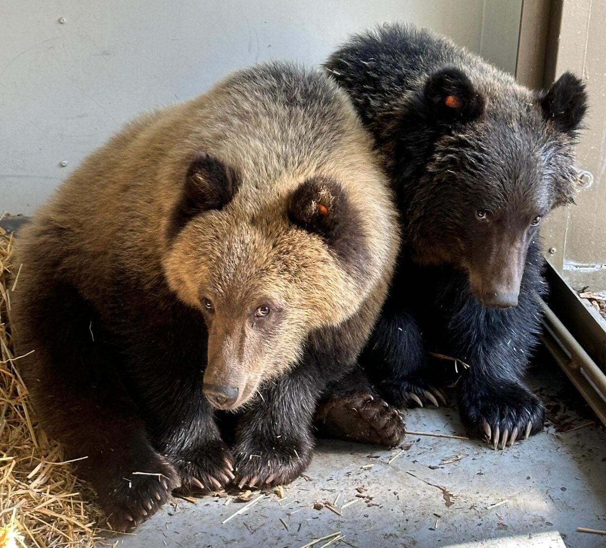Two grizzly bear cubs.