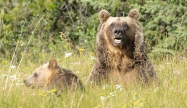 Fate of grizzly that fled scene after Calgary-area mauling remains unclear