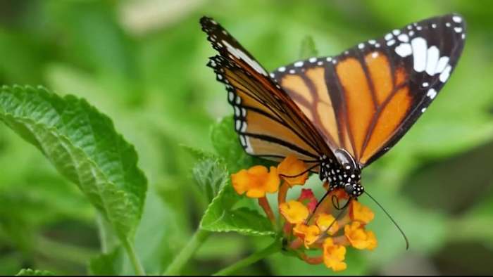 Monarch butterflies typically arrive en masse in San Antonio this time of year. Where are they?