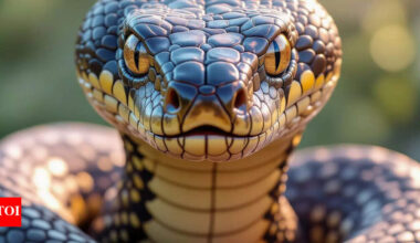 King cobra might be the smartest snake in the world: Know more about its behaviour and hunting startegies |