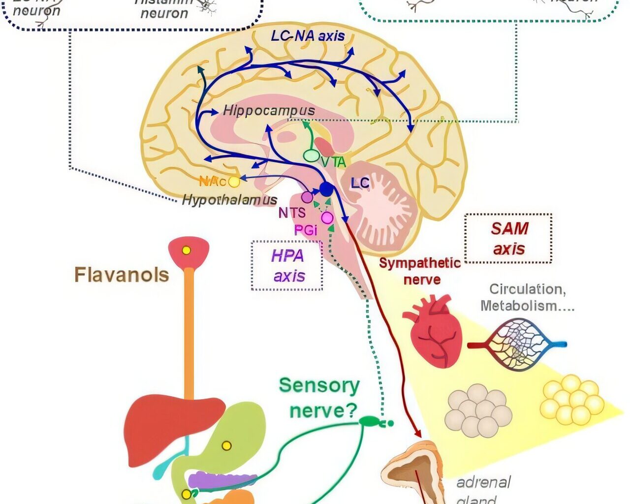 Flavanols can trigger brain activity for memory and stress response
