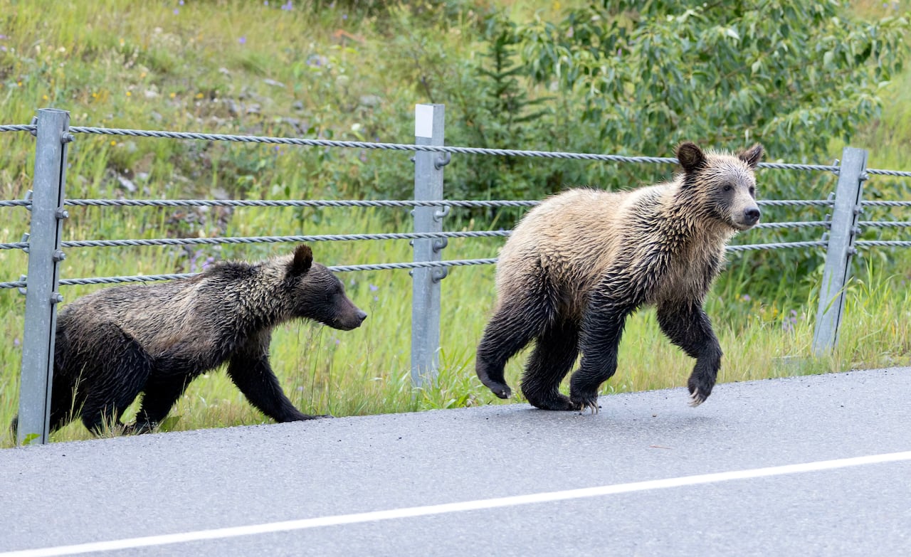 Grizzly cubs.