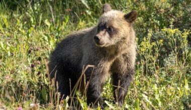 3 grizzly cubs found in area of bear attack will be left alone for hibernation, province says
