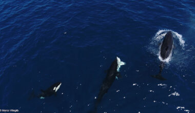 Orcas seen killing young great white sharks by flipping them upside-down