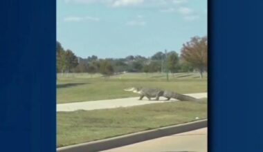 Alligator holds up traffic in Richmond neighborhood