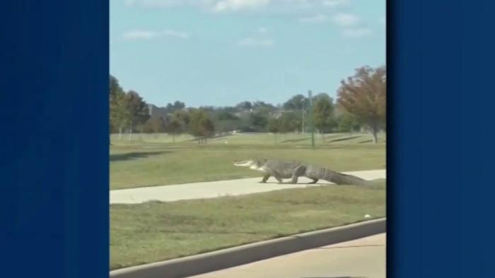 Alligator holds up traffic in Richmond neighborhood