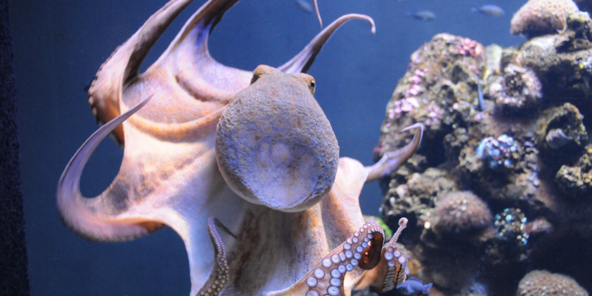 'Magical' clip showing octopus communicating with scientist is just incredible