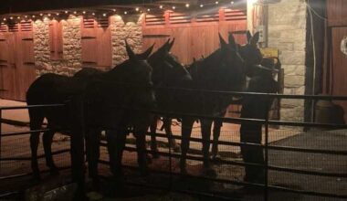 Four mules captured after roaming Lancaster County, Pa.