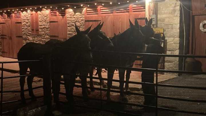 Four mules captured after roaming Lancaster County, Pa.