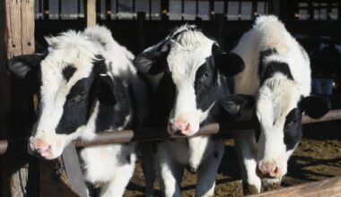 Texas Proposition 5 election results for 2025